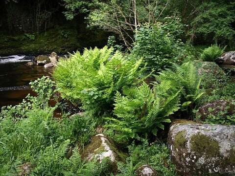 Image of Royal Fern