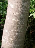 Image of bamboo-leaf oak