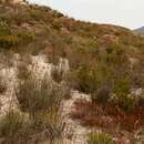 Sivun Leucadendron teretifolium (Andrews) I. Williams kuva