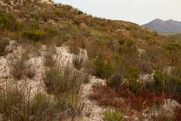 Image of Leucadendron teretifolium (Andrews) I. Williams