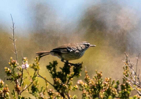 Image of Sericornis maculatus maculatus Gould 1847