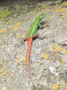 Image of Common Flat Lizard