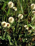 Imagem de Trifolium montanum L.