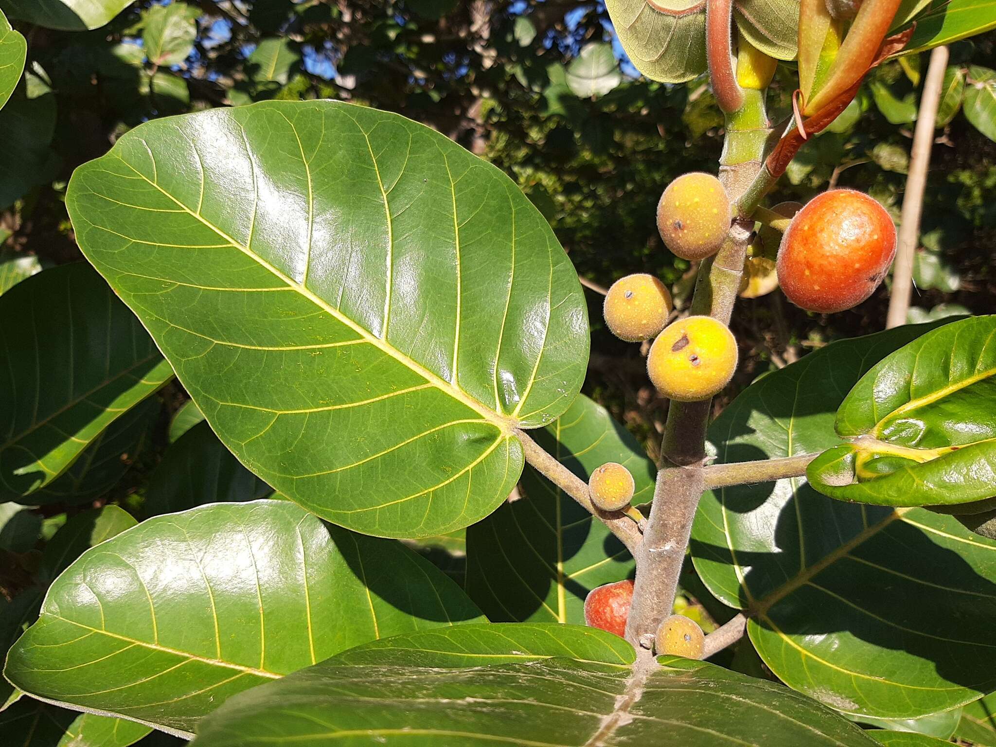 Image of Ficus trichopoda Bak.