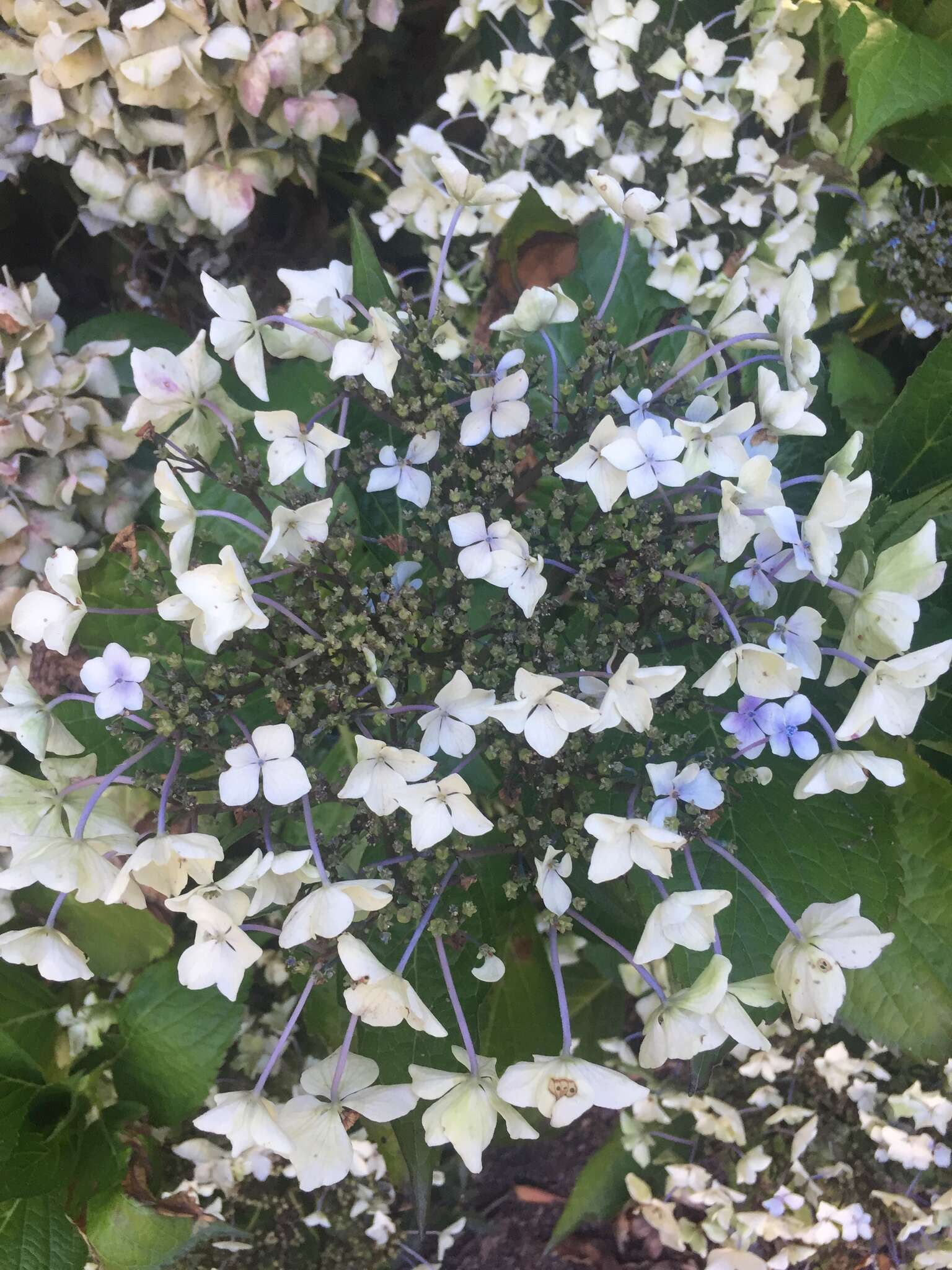 Plancia ëd Hydrangea macrophylla (Thunb.) Seringe