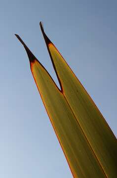 Image of New Zealand flax