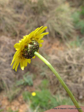 Image of Ursinia nana subsp. nana