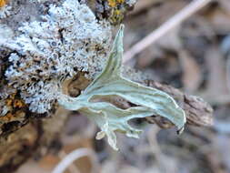 Ramalina complanata (Sw.) Ach.的圖片