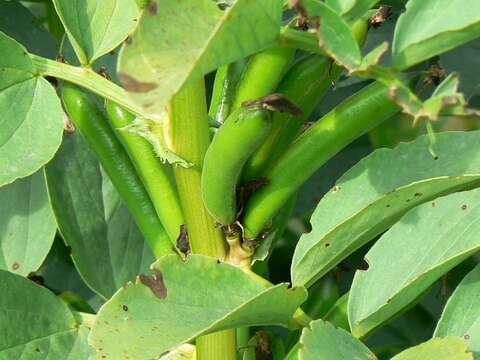 Image of Broad Bean