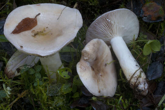 Image de Lactarius pallescens Hesler & A. H. Sm. 1979