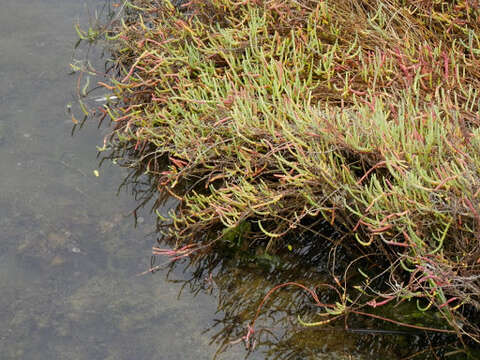 Image of Pacific Swampfire