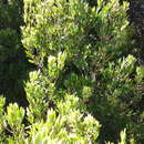 Imagem de Leptecophylla juniperina subsp. parvifolia (R. Br.) C. M. Weiller