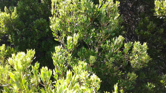 Image de Leptecophylla juniperina subsp. parvifolia (R. Br.) C. M. Weiller