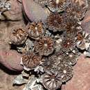 صورة Pleiospilos compactus subsp. canus (Haw.) H. Hartmann & S. Liede