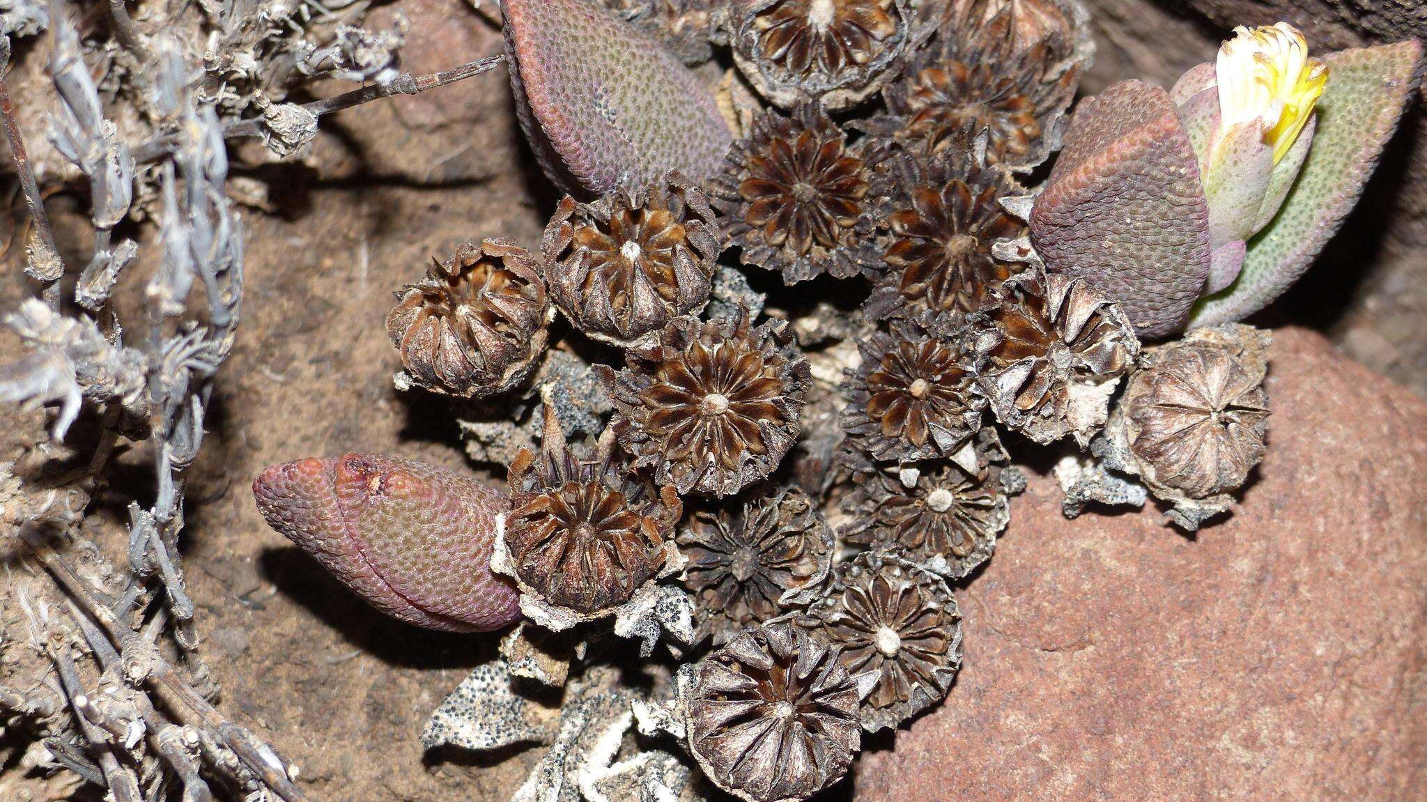 Image of living stone succulent