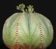 صورة Euphorbia obesa Hook. fil.