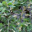 Plancia ëd Festuca paniculata (L.) Schinz & Thell.