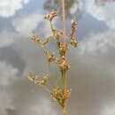 Image of Juncus continuus L. A. S. Johnson