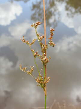 Image of Juncus continuus L. A. S. Johnson