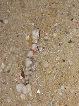 Image of CapeCross Thick-toed Gecko