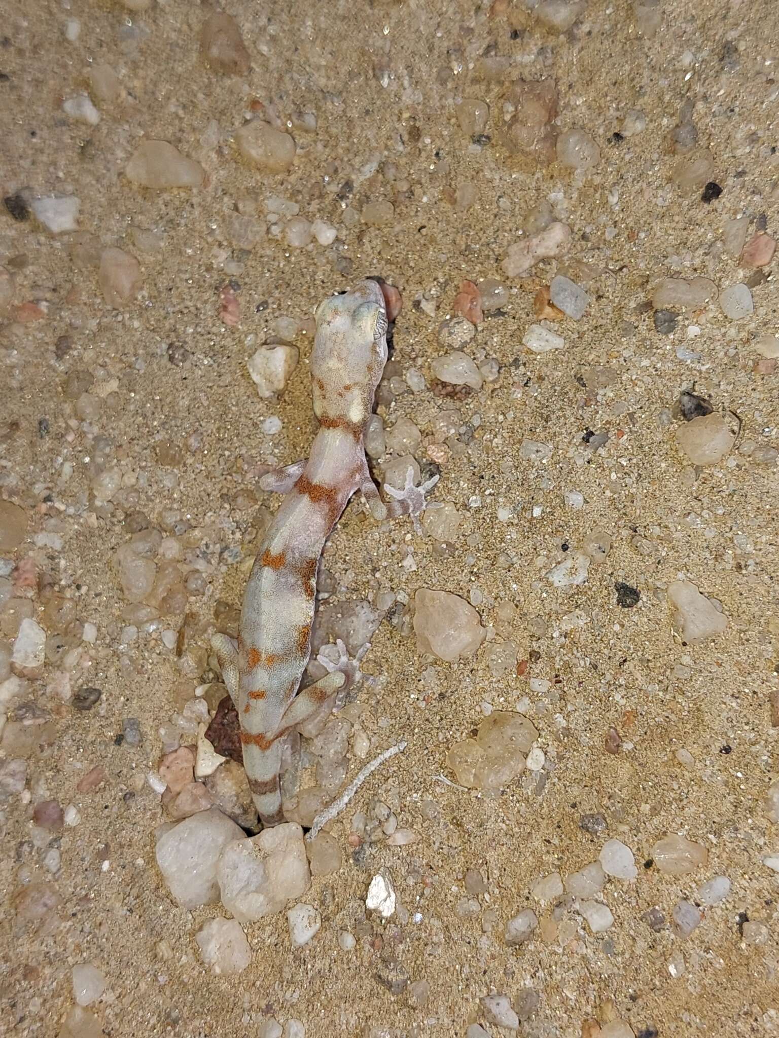 Image of CapeCross Thick-toed Gecko