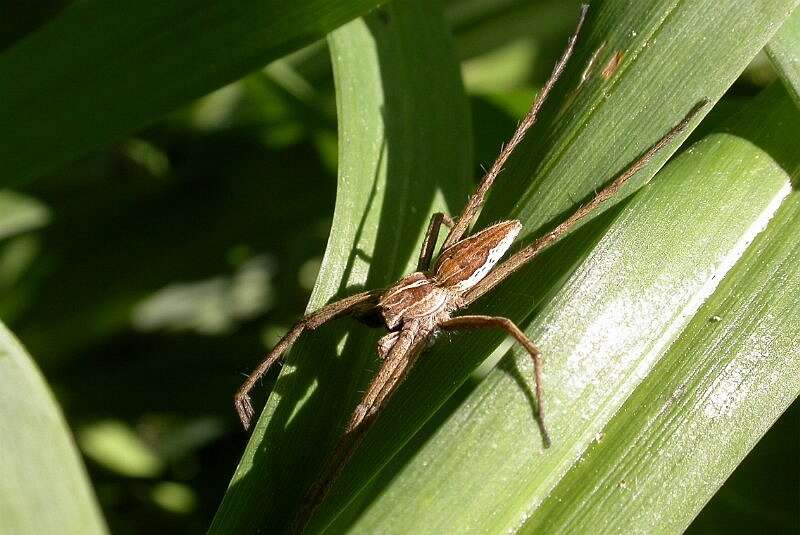 Image of nursery web spiders