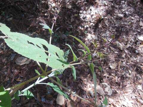 Image of Salvia karwinskii Benth.