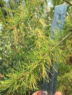 Larix occidentalis Nutt. resmi