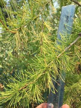 Image of western larch