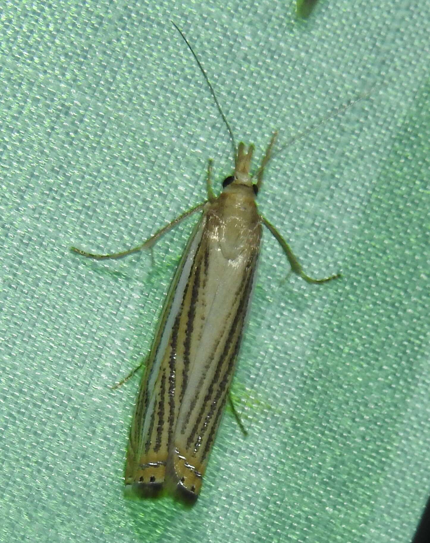 Image of Crambus multilinellus Fernald 1887