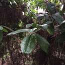 Image of <i>Archidasyphyllum excelsum</i>