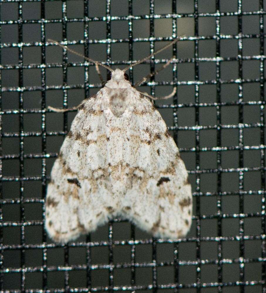 Image of Little White Lichen Moth