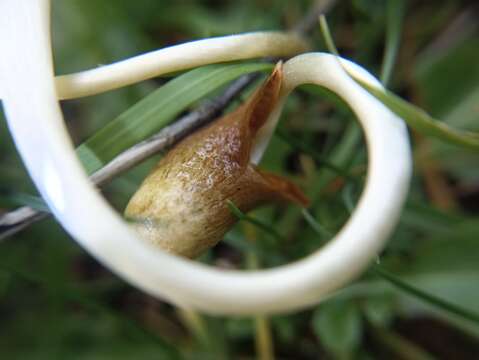 Image of Conocybe deliquescens Hauskn. & Krisai 2006