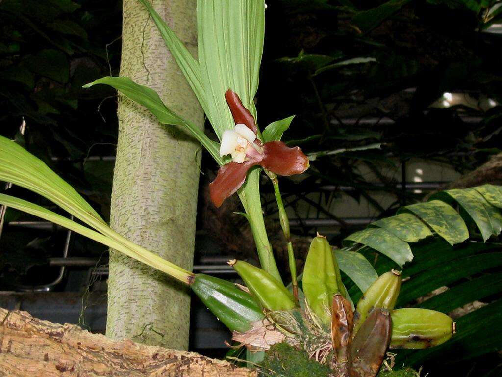 Image of lycaste