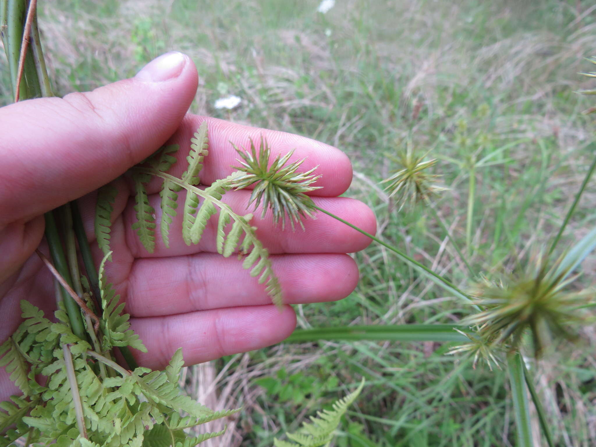 Слика од Cyperus lancastriensis Porter