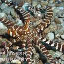 Wunderpus photogenicus Hochberg, Norman & Finn 2006 resmi