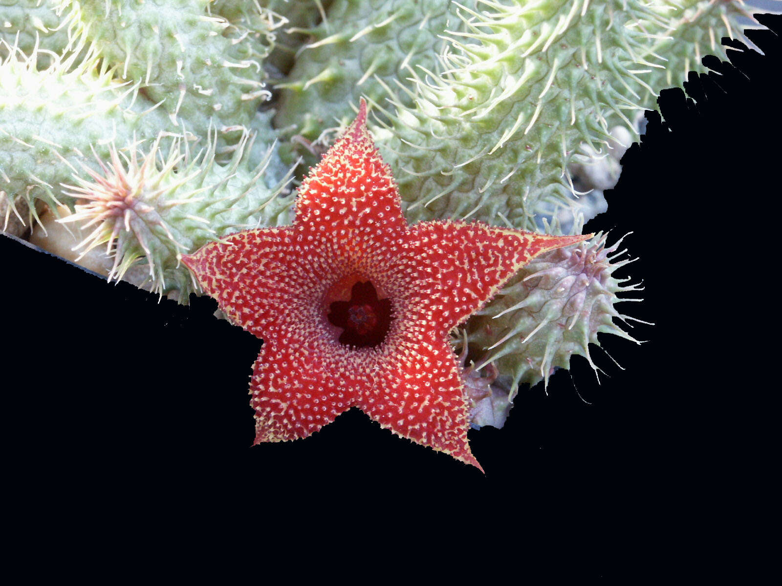 Image of Huernia