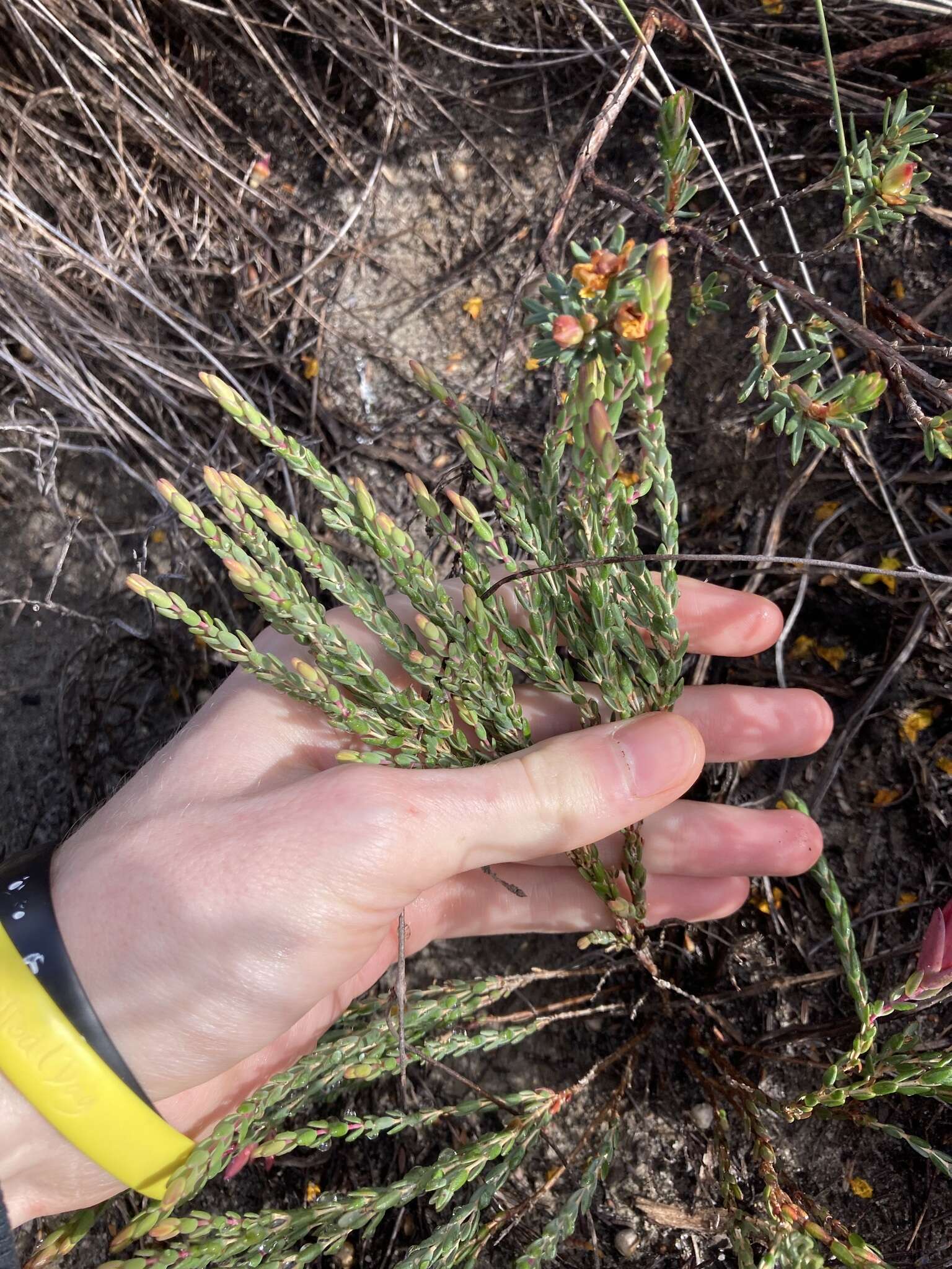 Image of Darwinia speciosa (Meissner) Benth.