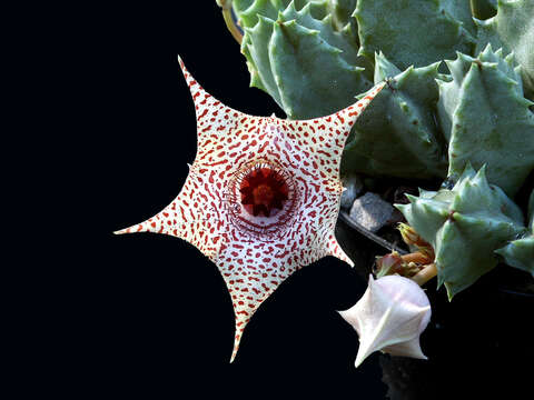 Image of Huernia