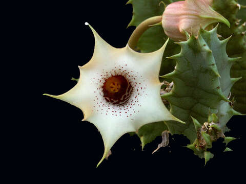 Image of Huernia