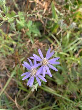 Image of Symphyotrichum plumosum (Small) Semple