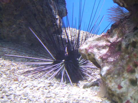 Image of Long-spined sea urchin