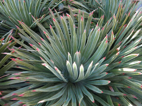 Image of Aciphylla spedenii Cheeseman