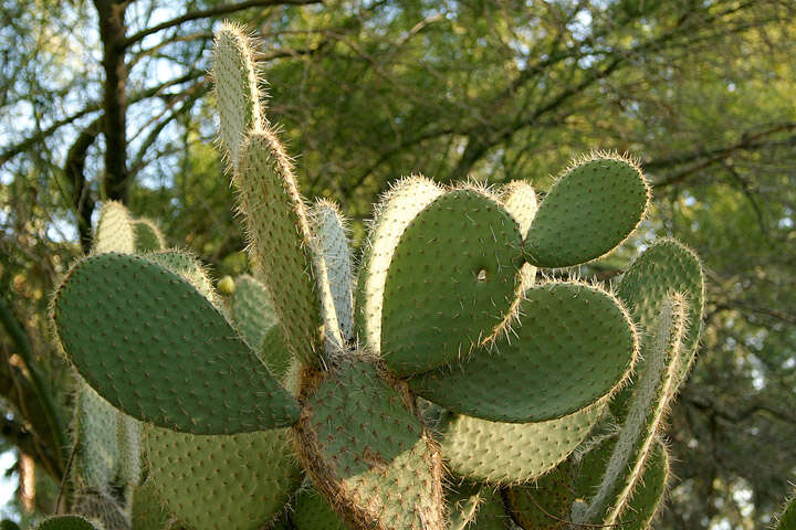 Image of chenille pricklypear