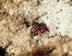 Image of Paguristes frontalis (H. Milne Edwards 1836)