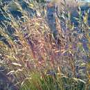 Image of hard spinifex