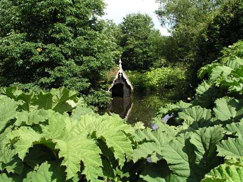 Image of giant rhubarb