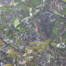 Image of Black Solitaire