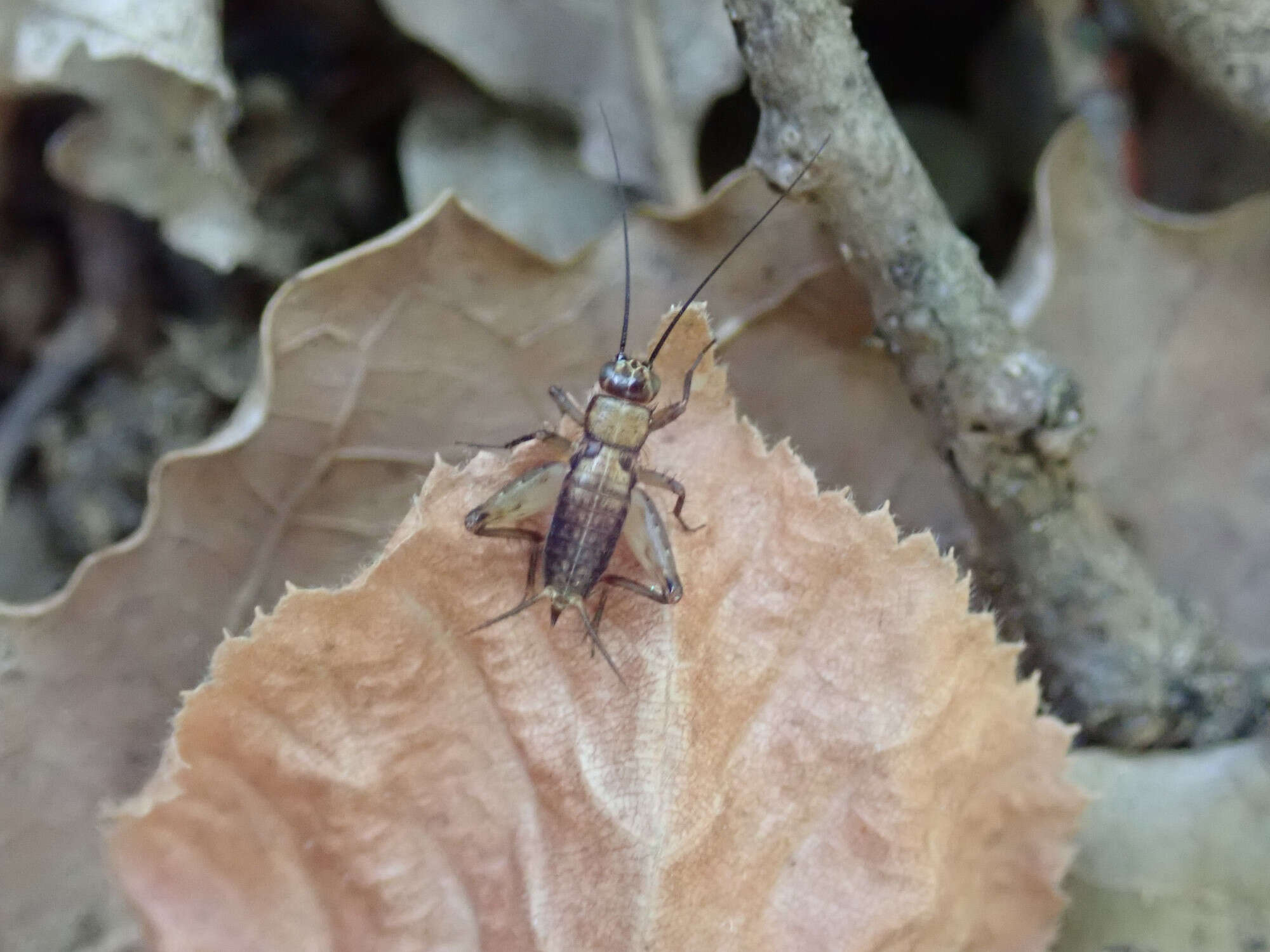 Image of ground cricket