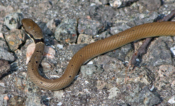 Image of Collared Dwarf Racer